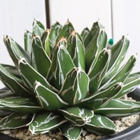 エボリスピナ　ユタエンシス　実生　60〜80株 アガベ ユタエンシス エボリスピナ 実生 | hanayoshi-botanical
