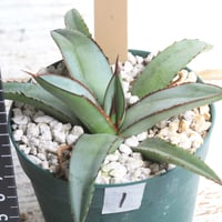 アガベ オバティフォリア キラー | hanayoshi-botanical