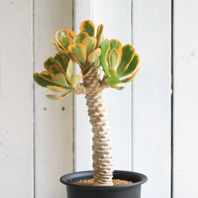 ユーフォルビア ポイゾニー錦 | hanayoshi-botanical