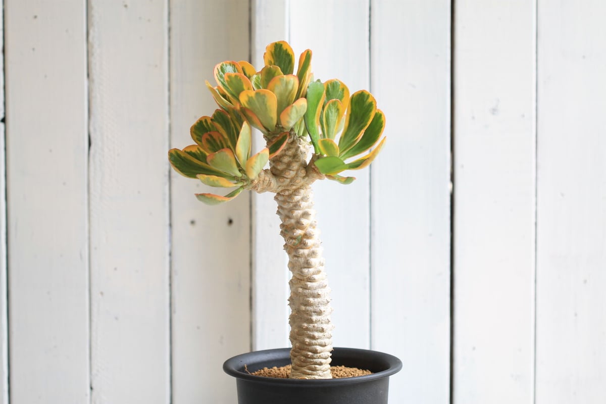 ユーフォルビア ポイゾニー錦 | hanayoshi-botanical