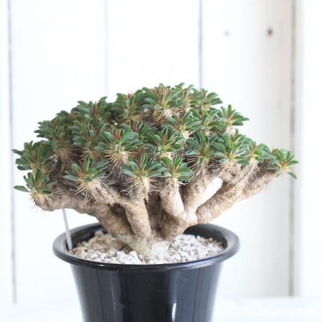 Euphorbia ギラミニアーナ