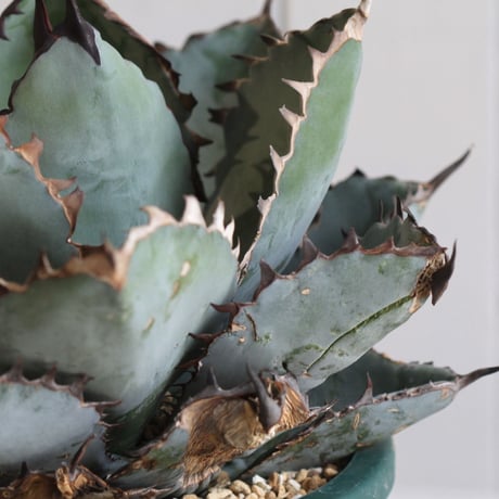 Agave titanota  ブラック＆ブルー