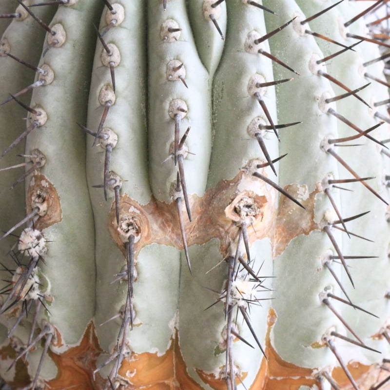 コピアポア シネレア 黒王丸 | hanayoshi-botanical