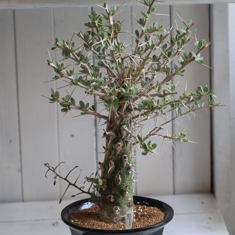 Fouquieria　観峰玉