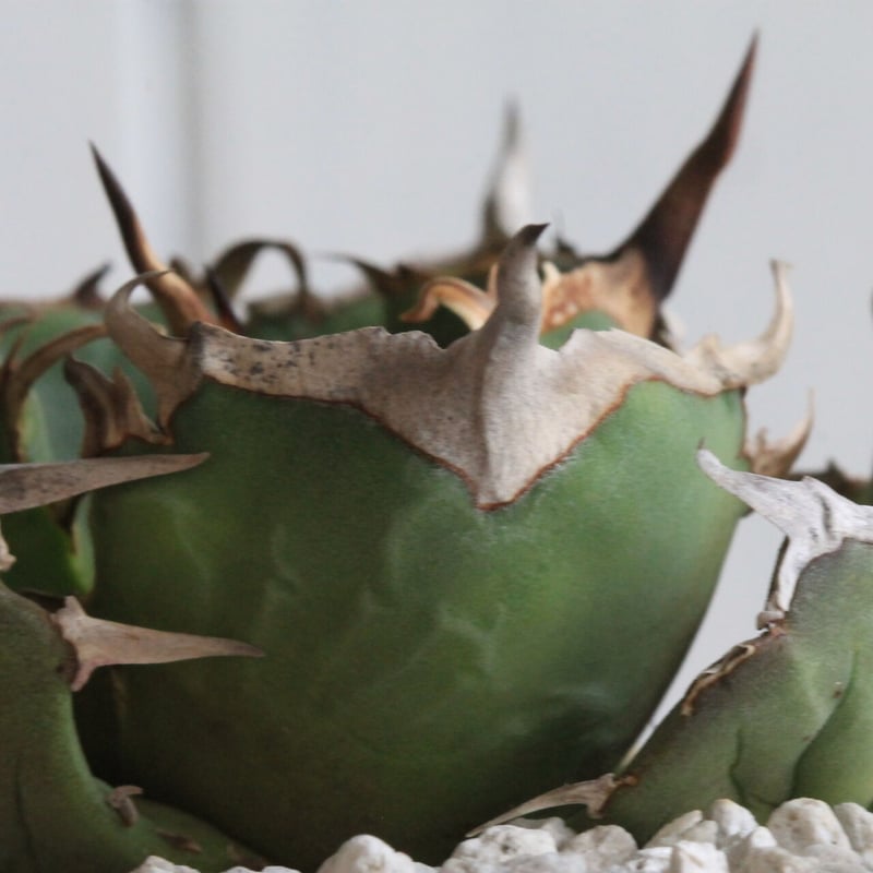 アガベ チタノタ ワイドリーフ・コンパクタ | hanayoshi-botanical