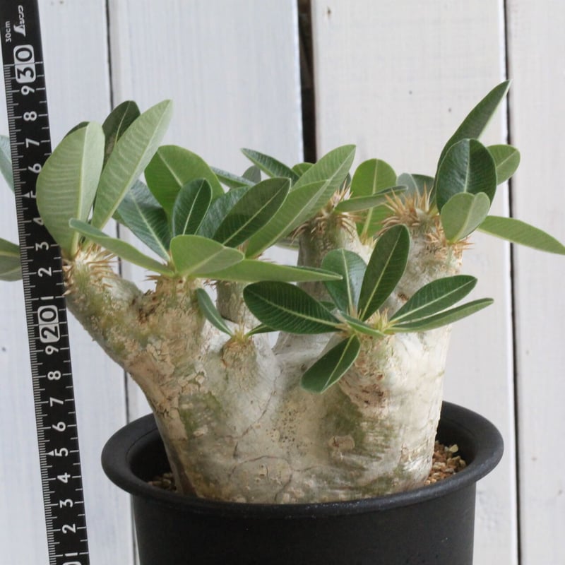 パキポディウム エブレネウム | hanayoshi-botanical