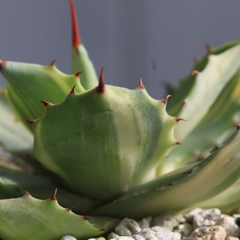 Sacambaya→アガベ　麻花　子株2つセット　発根済み　台湾産 Sacambaya様専用→アガベ 麻花 子株2つセット 発根済み 台湾産