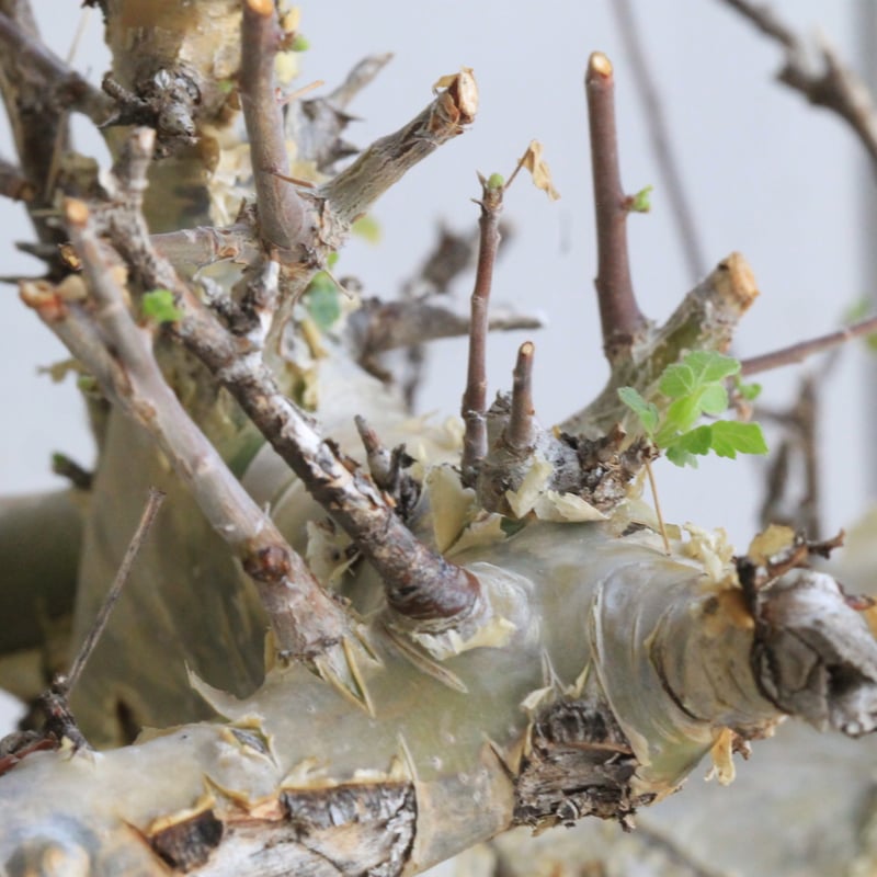 コミフォラ カタフ ターカネンシス 現地球④ | hanayoshi-botanical