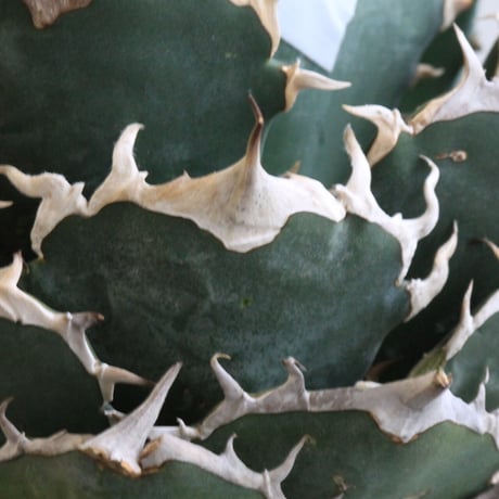 Agave titanota Jupiter