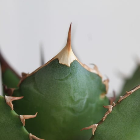 Agave　シエラミクスティカ