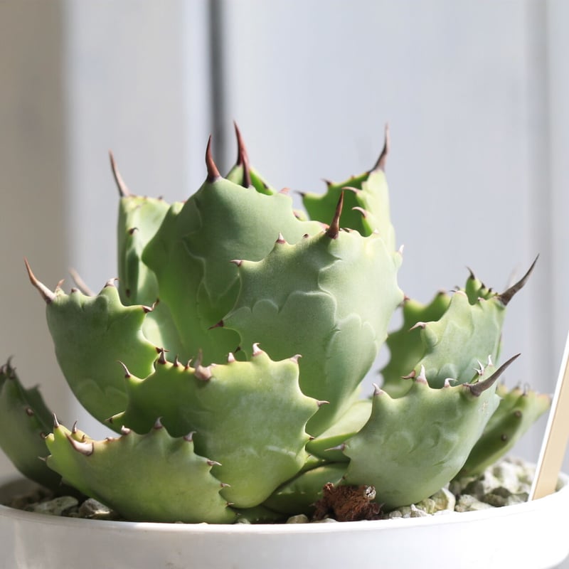 かおり@プロフ確認願 出品 多肉植物　アガベ　雷帝 かおり@プロフ確認願 出品 多肉植物 アガベ 雷帝 かおり@プロフ