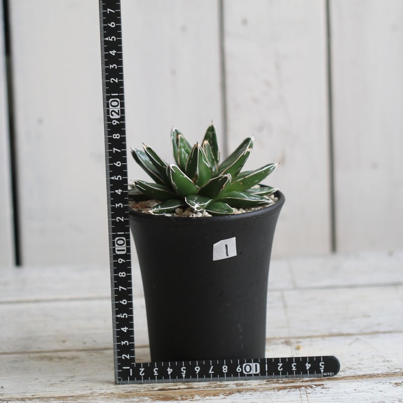 特別出品！1株限定！アガベ ダルマ笹の雪 濃白株 包葉球形　約20cm 1多肉植物アガベ ダルマ葉笹の雪 短葉 コンパクト・濃白株 21cm