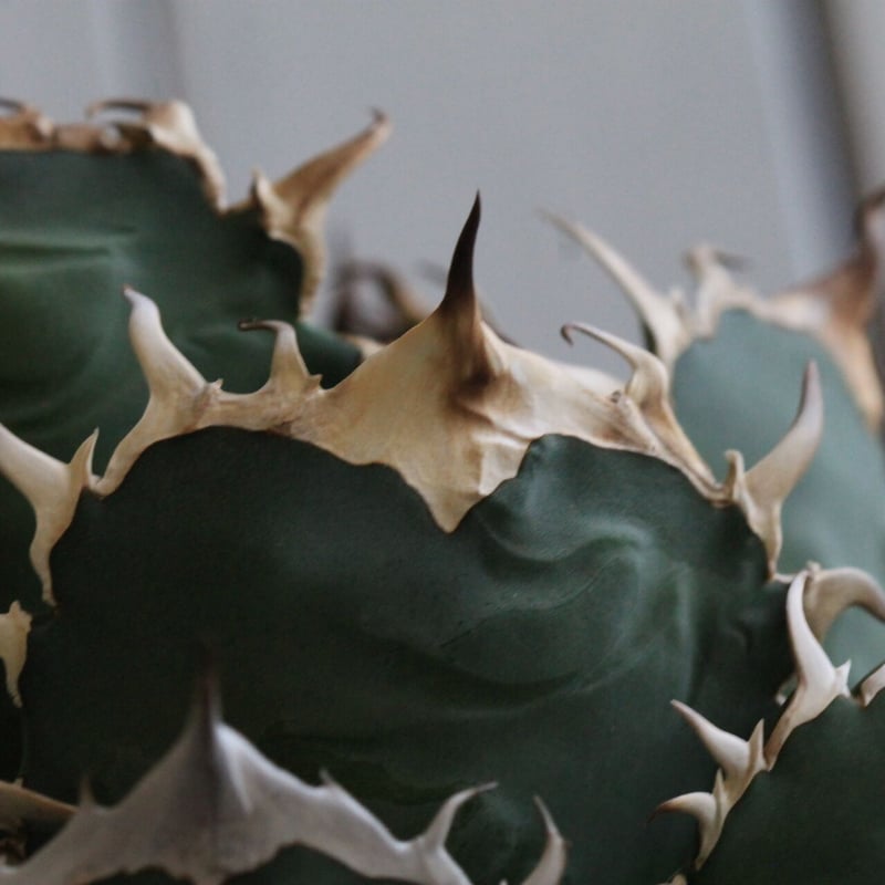 アガベ　チタノタ アガベ チタノタ NF | hanayoshi-botanical