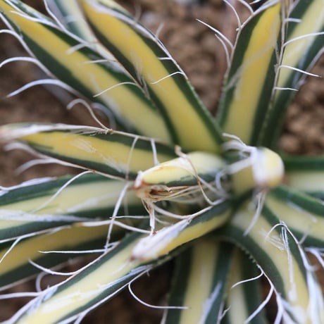 Agave 姫乱雪黄中斑