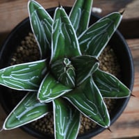 アガベ パリー 吉祥天 19センチ❗ アガベ パリー 吉祥天
