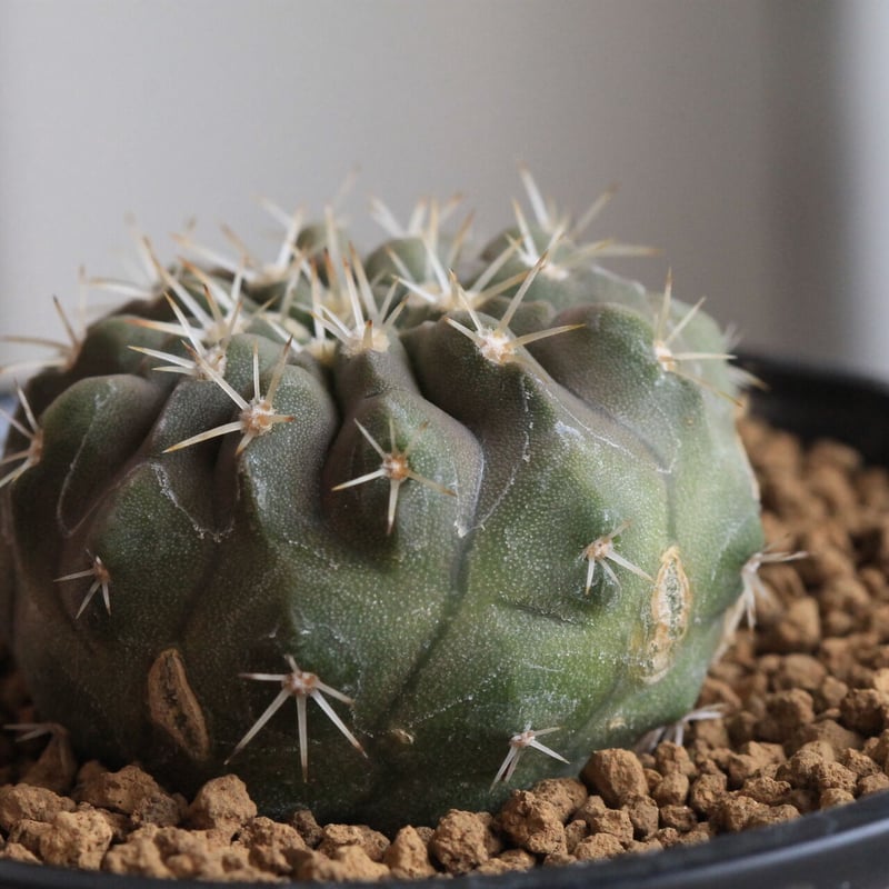 コピアポア コルムナ アルバ（実生） | hanayoshi-botanical