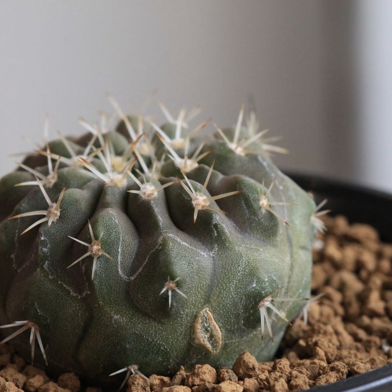 コピアポア・コルムナアルバ　現地株　おまけ付け コピアポア・コルムナアルバ 現地株 おまけ付け - メルカリ