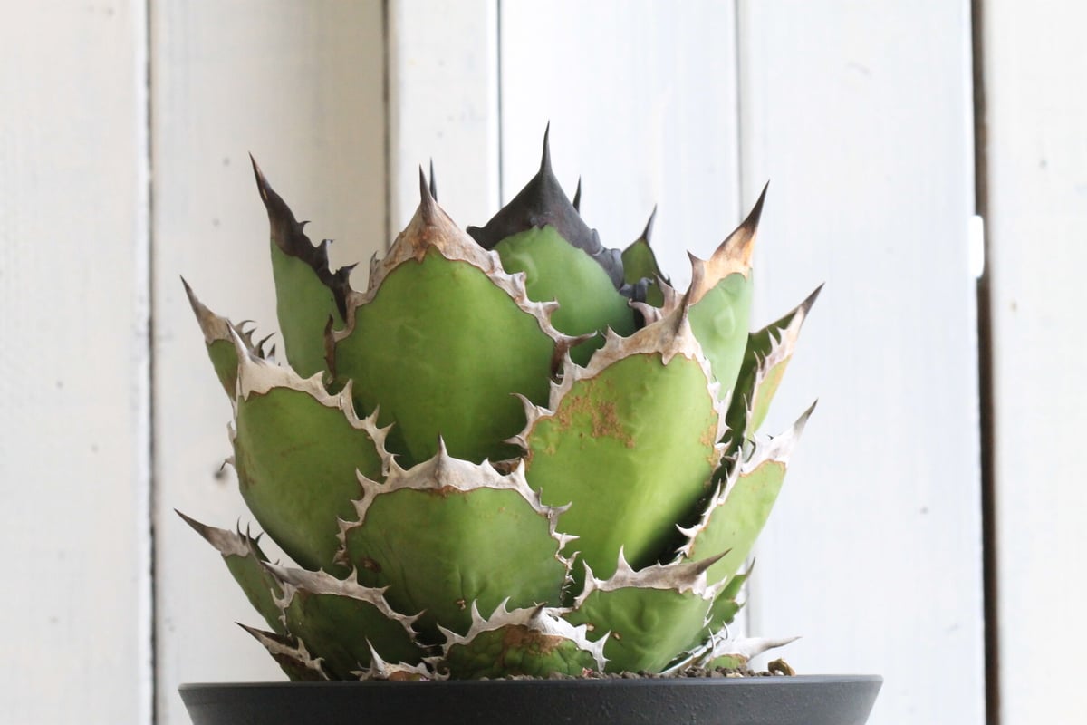 アガベ チタノタ ブラックファイヤー 黒火焰 | hanayoshi-botanical 