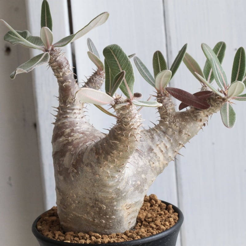 パキポディウム　カクチペス　現地球　コレクション株 パキポディウム カクチペス おへそ 現地球 発根1年以上 | 4S'easons.