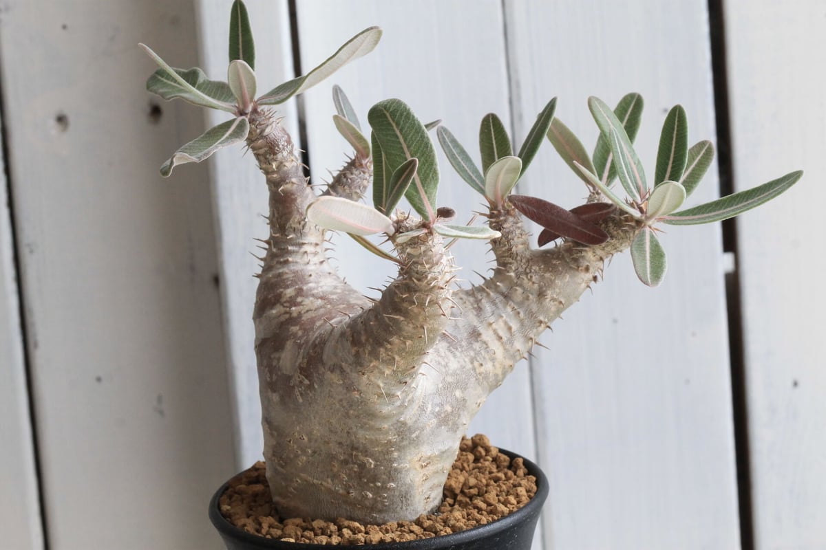 NEIGHBORHOOD　SRL　パキポディウム　カクチペス NEIGHBORHOODSRLパキポディウムカクチペス