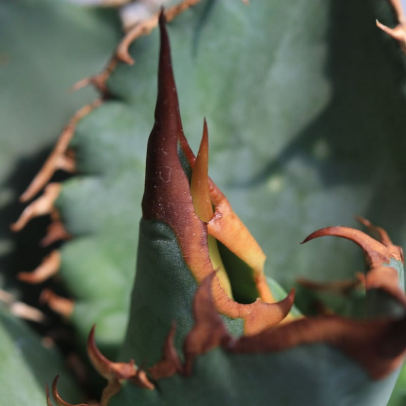 アガベ　チタノタ　牡丹厳竜　3head アガベ チタノタ 牡丹厳竜 3head