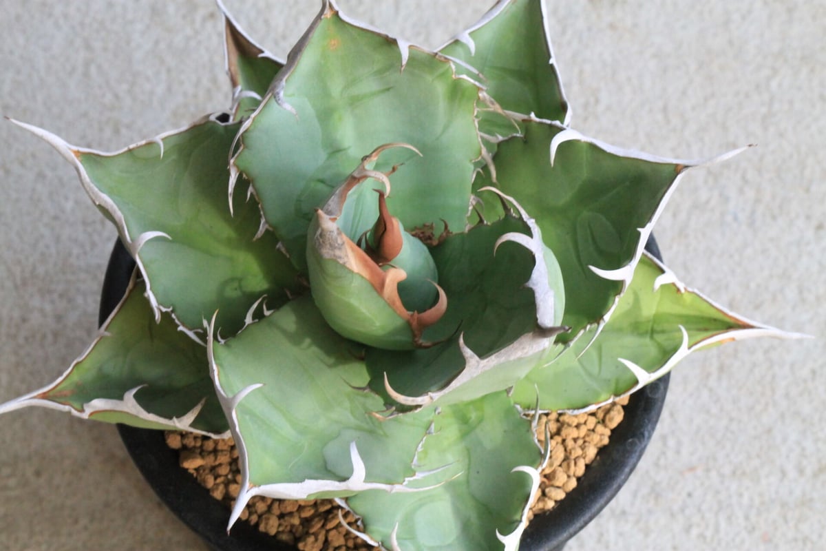 アガベ チタノタ 小島白鯨 | hanayoshi-botanical