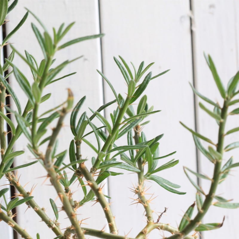 パキポディウム サキュレンタム | hanayoshi-botanical