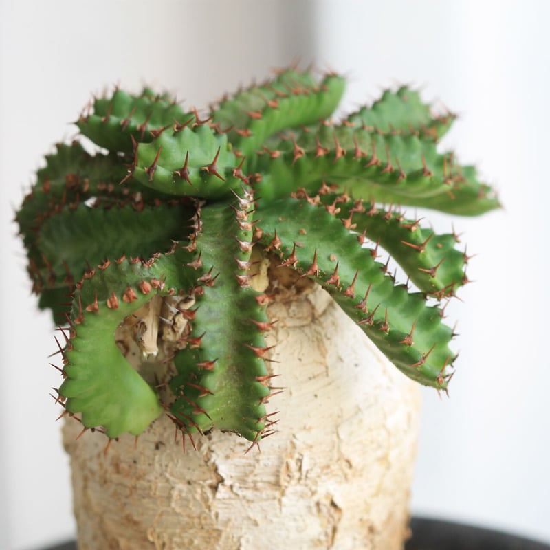 飛龍　ステラータ　美株 発根済み Eupholbia ステラータ 飛竜 | hanayoshi-botanical