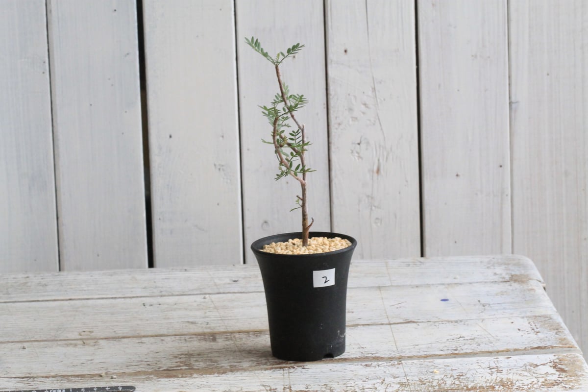 ブルセラ　ミクロフィラ　挿木 ブルセラ ミクロフィラ 挿し木② | hanayoshi-botanical