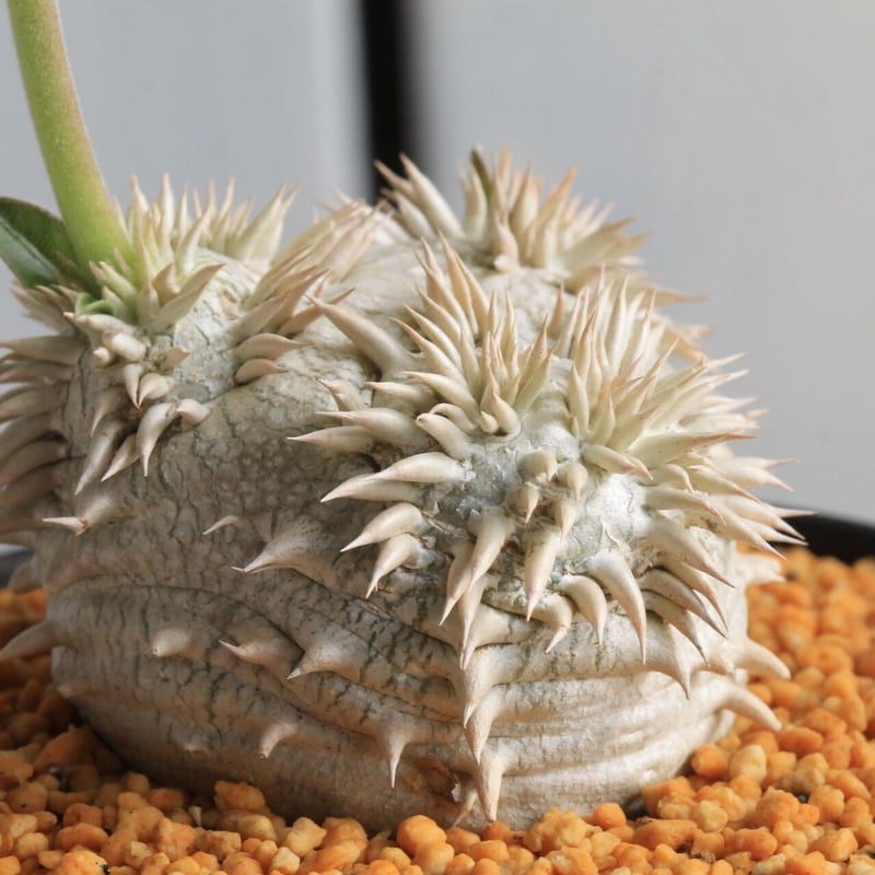 パキポディウム 恵比寿大黒 | hanayoshi-botanical