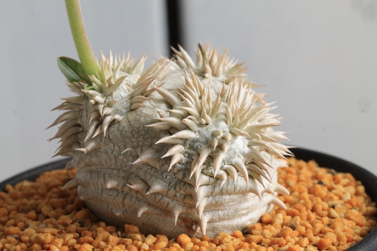 パキポディウム 恵比寿大黒 | hanayoshi-botanical