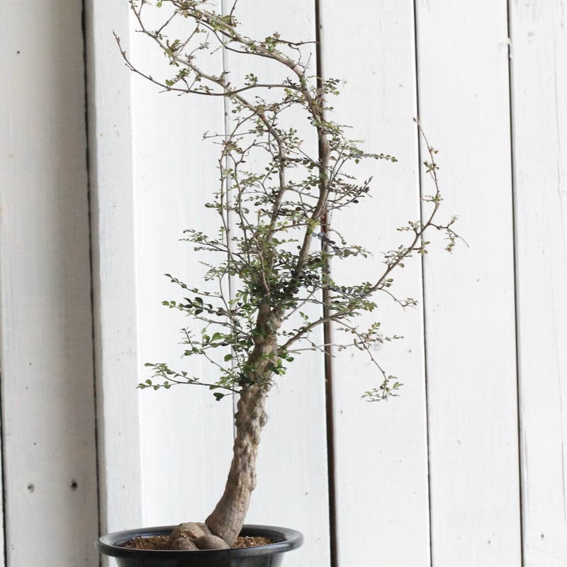 宇*見様 オペルクリカリア デカリー オペルクリカリア：デカリー （根伏せ株） 4.5号鉢植え の通販