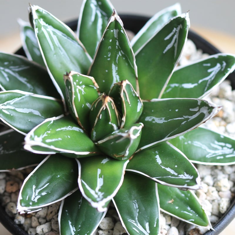 アガベ 帯向笹の雪 ダルマ① | hanayoshi-botanical