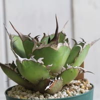 アガベ ピンチラ | hanayoshi-botanical