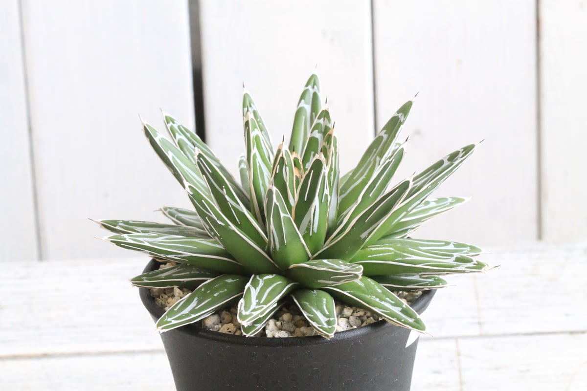 アガベ 姫笹の雪① | hanayoshi-botanical