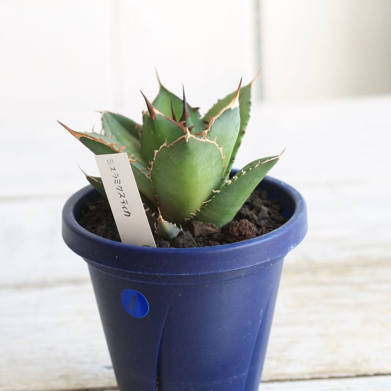 Agave シエラミクスティカ | hanayoshi-botanical 