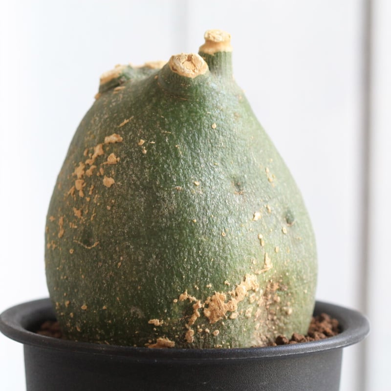 赤字セール❇️発根済み❗️アデニア　プセウド　グロボーサ　現地球♻️ 値下げ不可 Yahoo!オークション - 発根済 アデニア プセウドグロボーサ