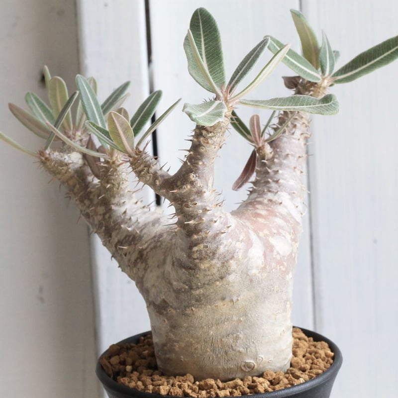 パキポディウム カクチペス | hanayoshi-botanical