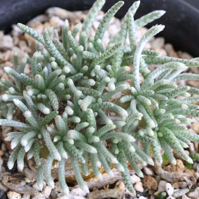 アボニア クイナリア | hanayoshi-botanical