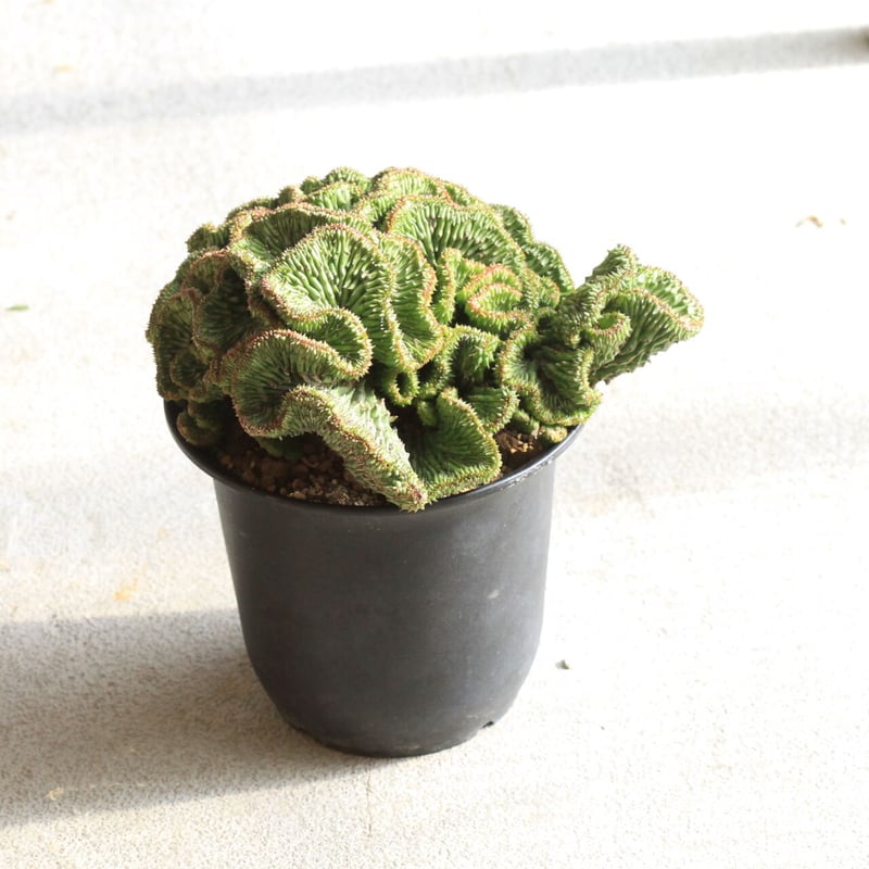 チ*中様 ユーフォルビア　ホリダ　鬼軍曹(ロウルサンコhyb) メルカリ便発送&ロウルサンコさんラベル付き☆ユーフォルビア