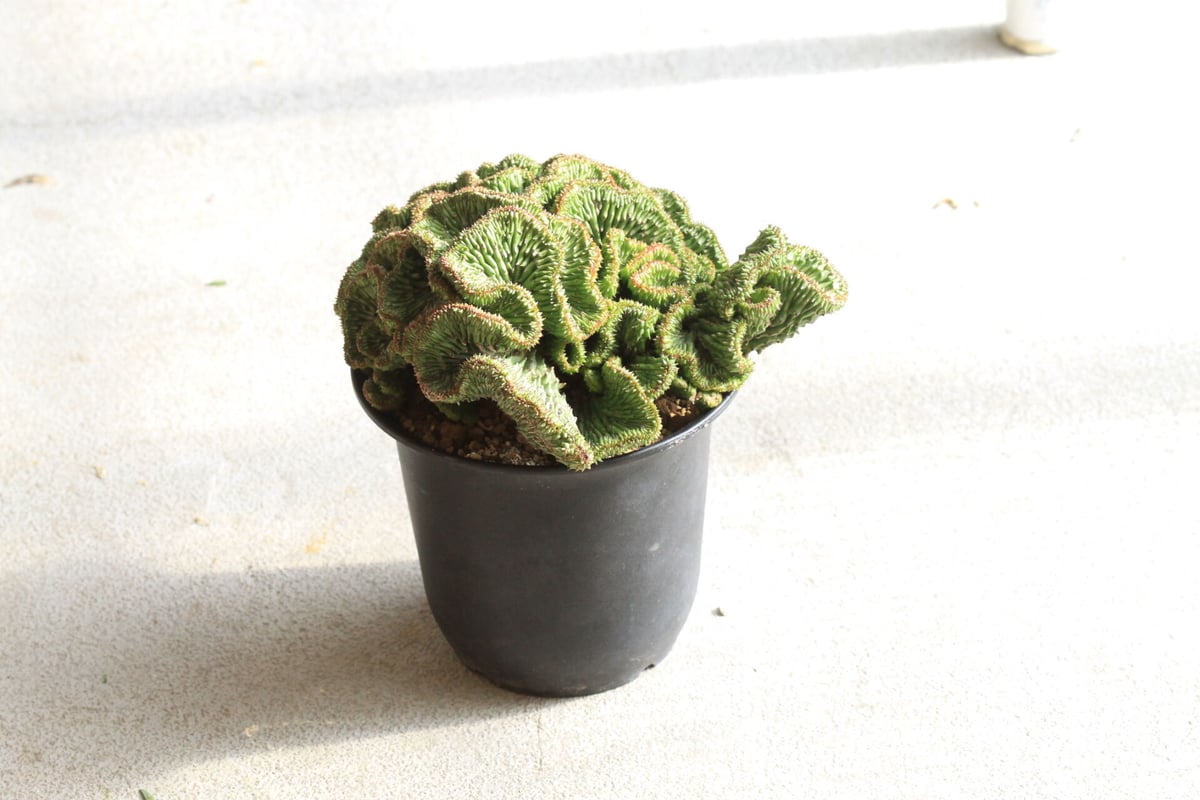 ユーフォルビア ホリダ hyb 綴化 | hanayoshi-botanical ユーフォルビア ホリダ hyb 綴化 | hanayoshi-botanical
