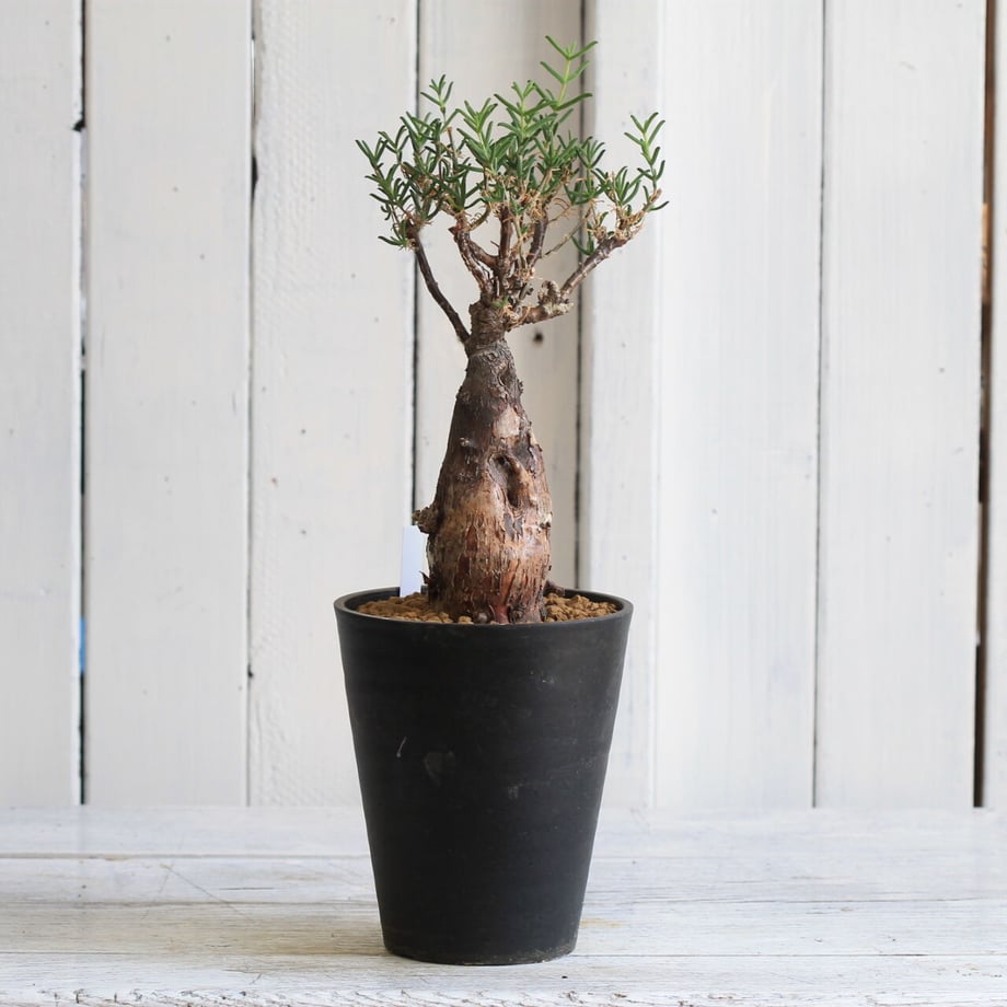 6010d26b6e84d5796be61527