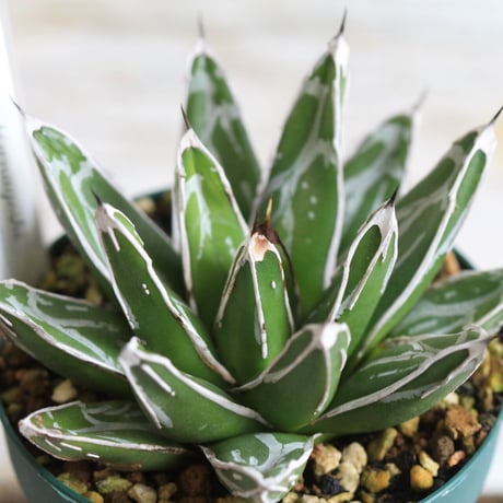 Agave 児玉笹の雪