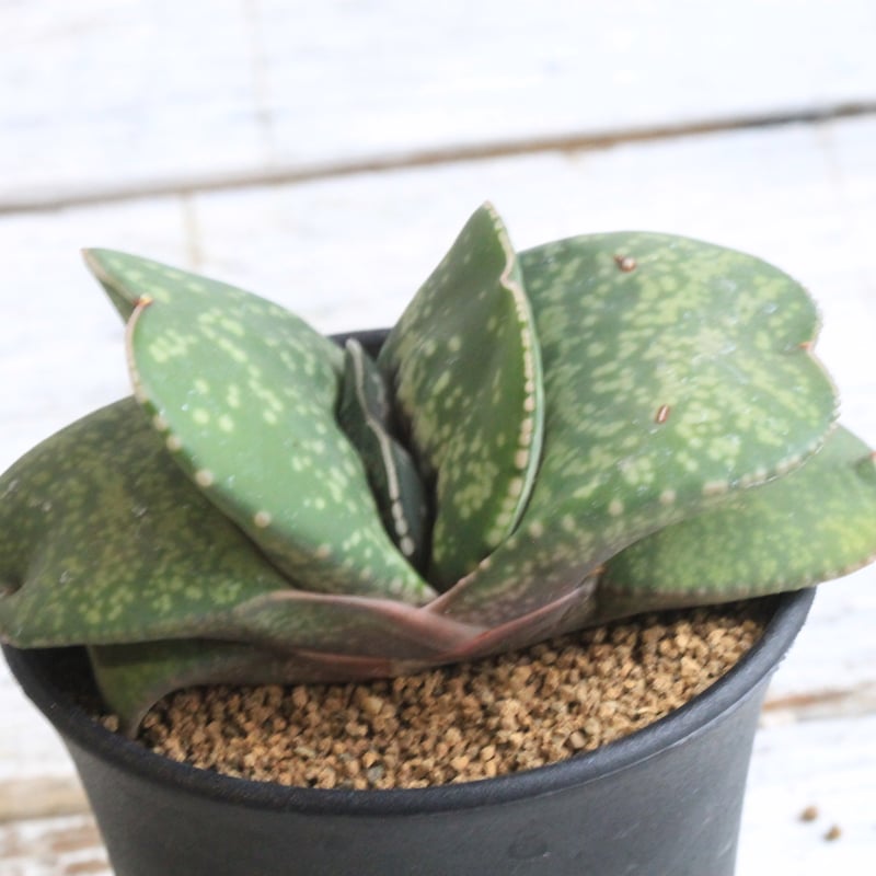 ガステリア 恐竜② | hanayoshi-botanical