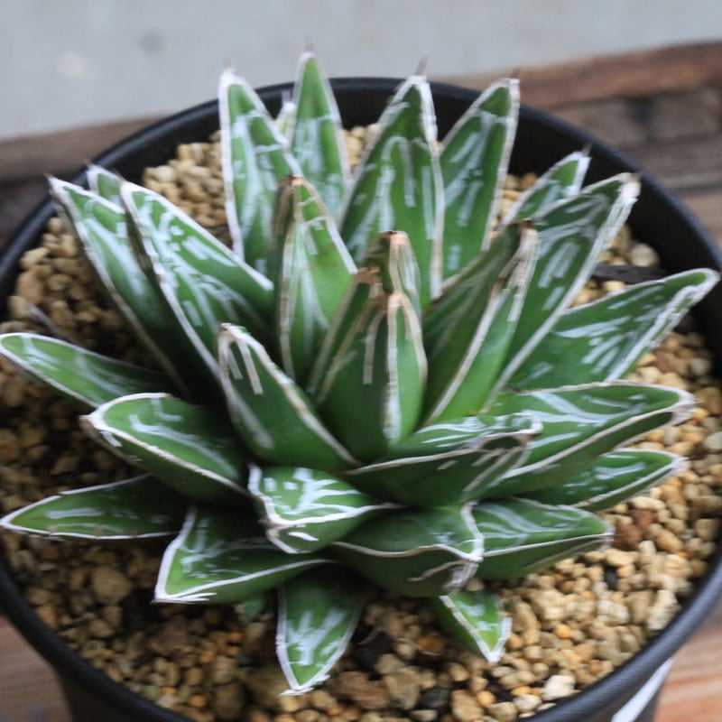 アガベ 笹の雪 NO-03② | hanayoshi-botanical