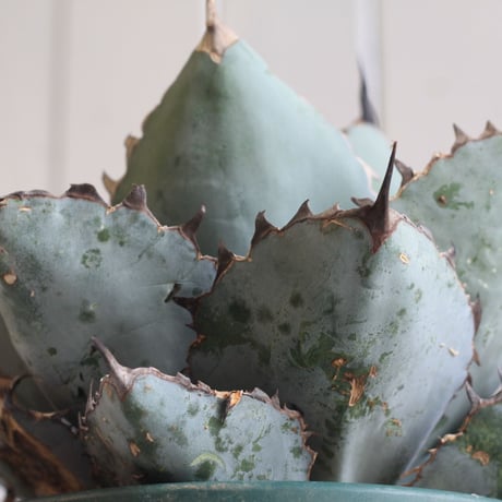 Agave titanota  ブラック＆ブルー
