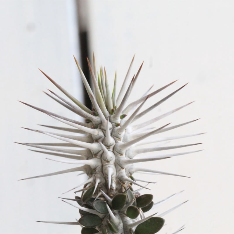 アローディア モンタグナッキー | hanayoshi-botanical