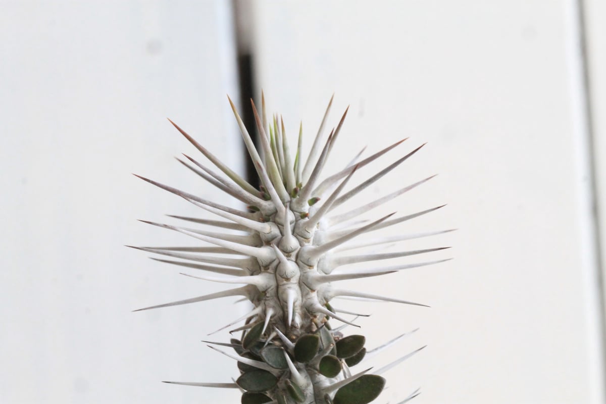 アローディア モンタグナッキー | hanayoshi-botanical