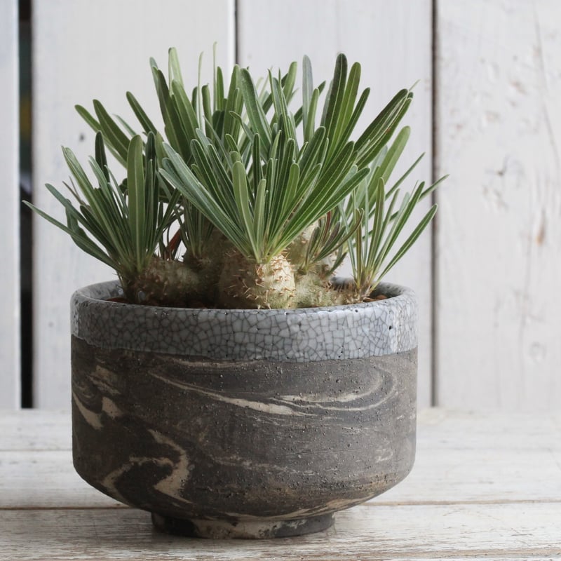 ututu　グラキリス グラキリス 【公式通販】