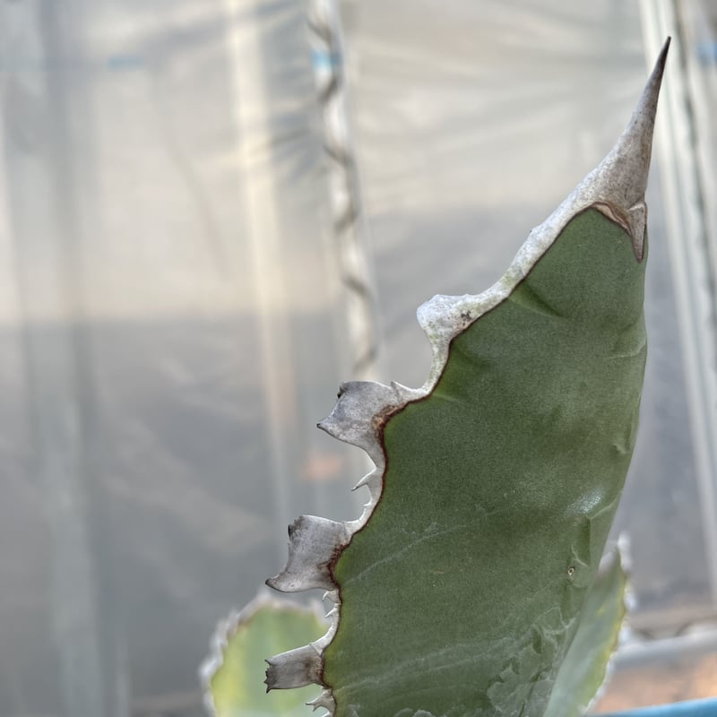 アガベ チタノタ FO76 特チェーンタイプ | hanayoshi-botanical